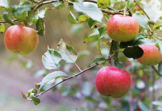 Manzana